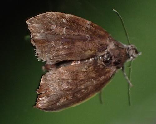 Réf. 343 456 : Choreutis nemorana